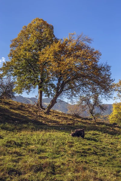 Herfst landschap met boerderijdieren — Stockfoto