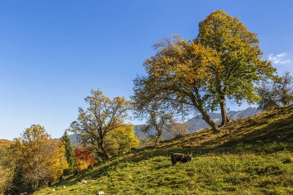 Podzimní krajina s hospodářskými zvířaty — Stock fotografie