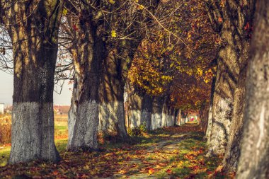 Sakin sonbahar manzarası
