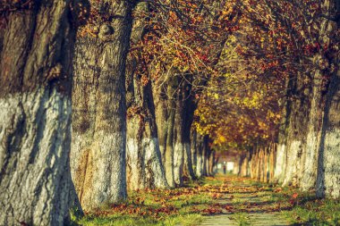 Sakin sonbahar manzarası