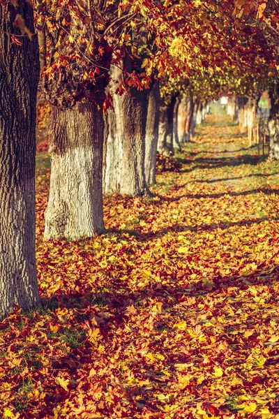 Autumn alley — Stock Photo, Image