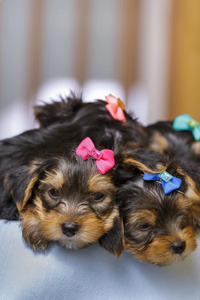 Sleepy Yorkshire terrier puppies