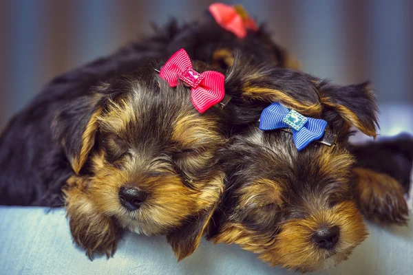 Sleeping Yorkshire terrier dog puppies — Stock Photo, Image