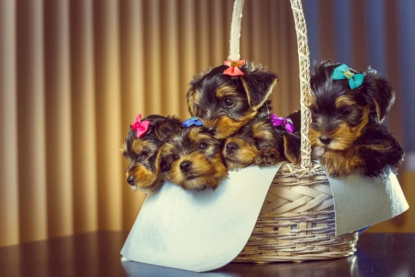 Yorkshire terrier puppies in a basket — Stock Photo, Image