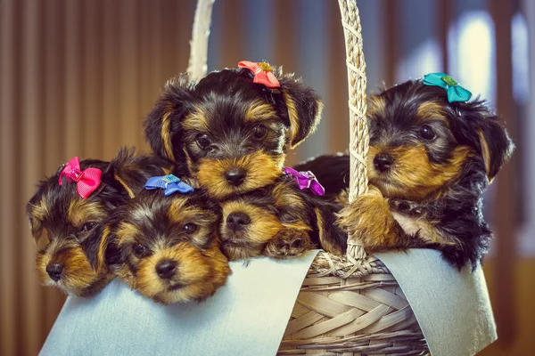 Yorkshire terrier puppies in a basket — Stock Photo, Image