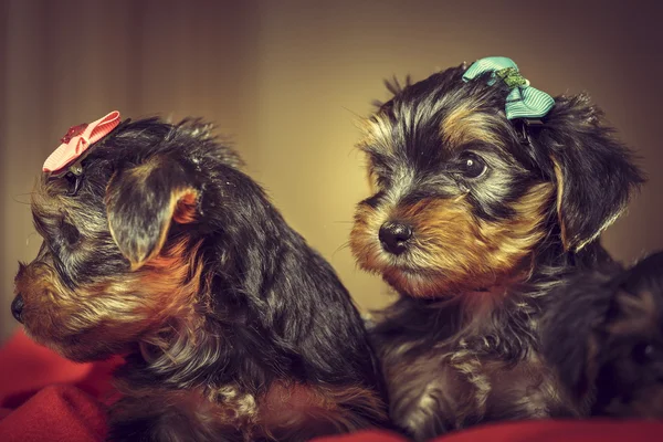 Two Yorkshire terrier dog puppies — Stock Photo, Image