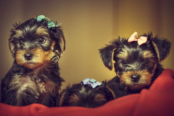 Two Yorkshire terrier dog puppies — Stock Photo, Image