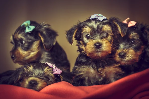 Yorkshire terrier dog puppies — Stock Photo, Image