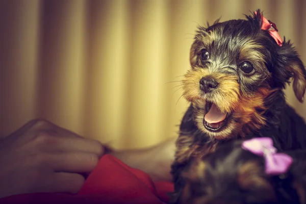 Barking Yorkshire terrier puppy — Stock Photo, Image