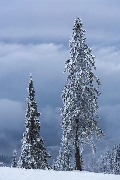 Bevroren vuren bomen — Stockfoto