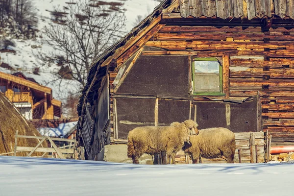 Oude houten huisje en schapen — Stockfoto