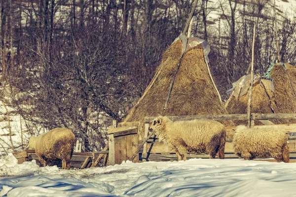 Sheep and haystacks in winter — Stock Photo, Image