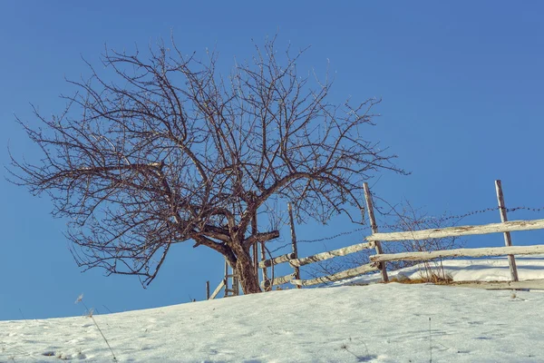 Yapraksız ağaç ve rustik çit — Stok fotoğraf