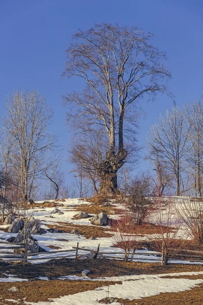 Bezlistne drzewa krajobraz — Zdjęcie stockowe