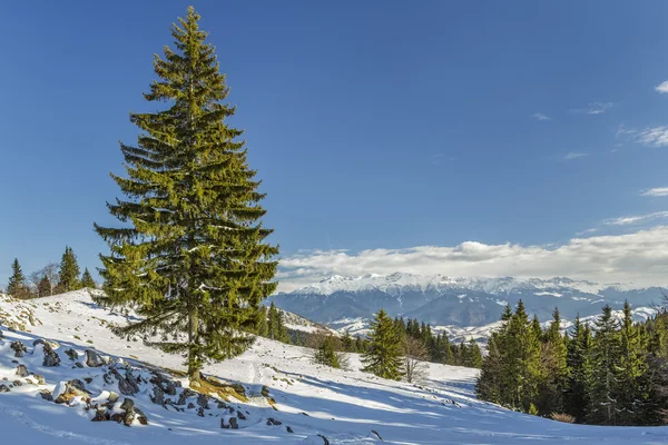 Eenzame fir tree in de winter — Stockfoto