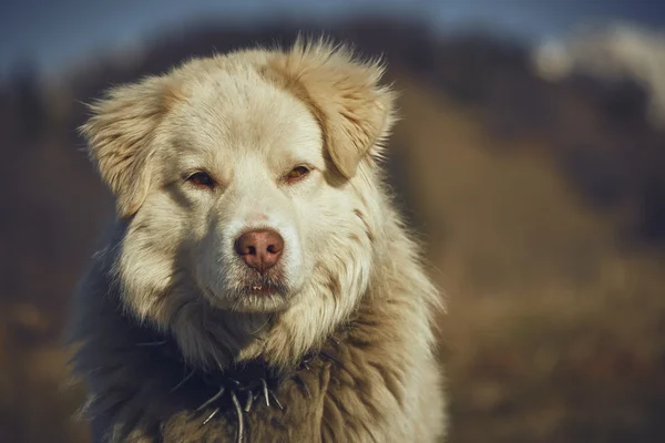 Atento retrato de perro pastor blanco — Foto de Stock