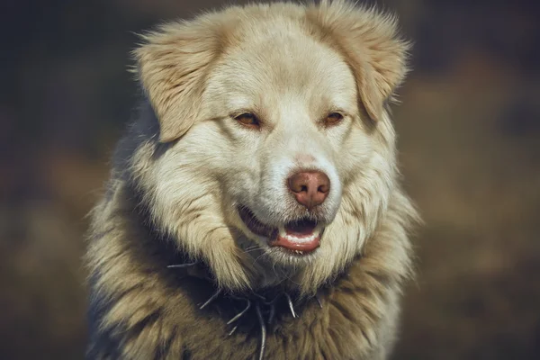 Cão pastor branco curioso — Fotografia de Stock