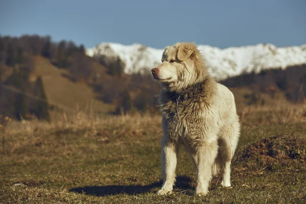 Alerta perro pastor peludo blanco —  Fotos de Stock