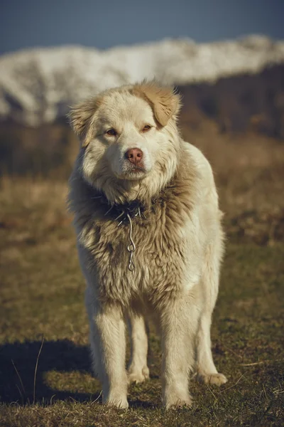 アラートの白い毛皮で覆われた牧羊犬 — ストック写真