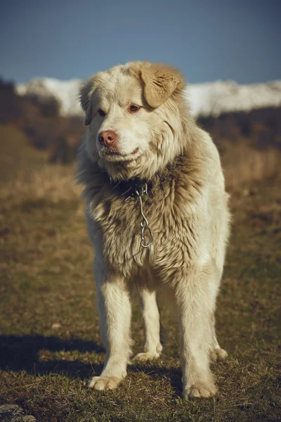 Alerta cão pastor peludo branco — Fotografia de Stock