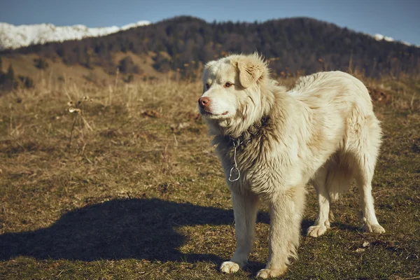 Upozornění bílý chlupatý ovčák — Stock fotografie