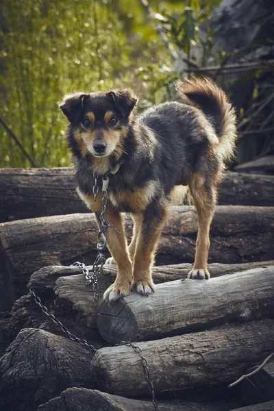 Aufmerksamer elender Hund — Stockfoto