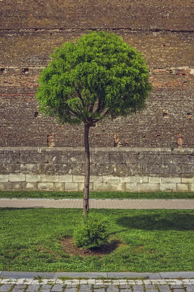 Árvore ornamental e parede de tijolo medieval — Fotografia de Stock