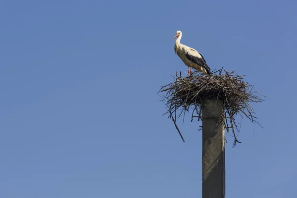 Weißstorch im Nest — Stockfoto