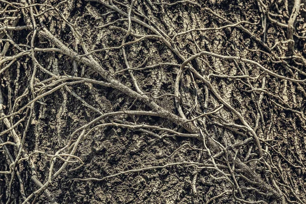 Twining leafless creeping branches — Stock Photo, Image