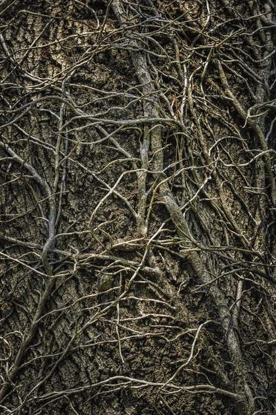 Twining leafless creeping branches — Stock Photo, Image