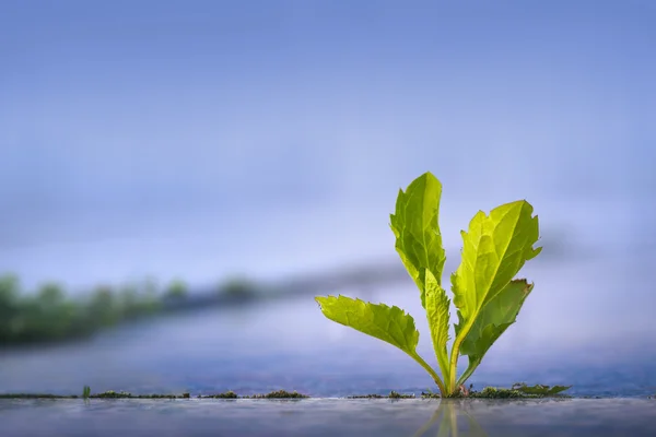 Erva daninha crescendo através do pavimento — Fotografia de Stock