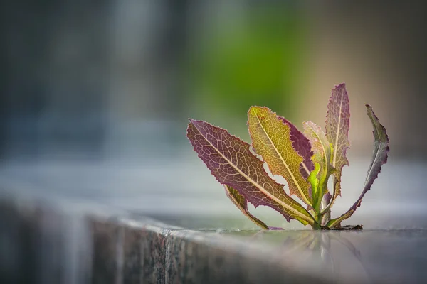 Weed growing through pavement — Stock Photo, Image