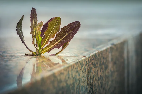 Spiky plant growing through pavement — Stock Photo, Image