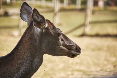 Kızıl geyik doe portre