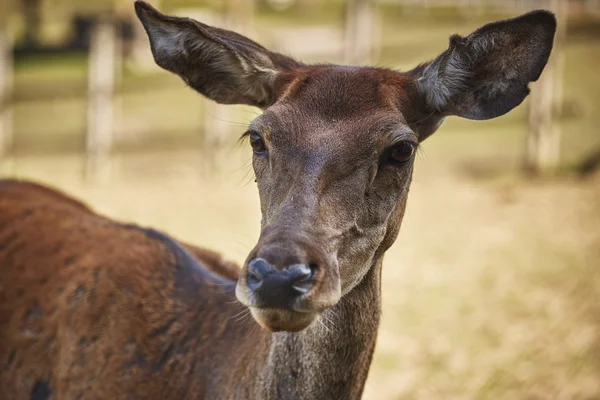 Curious deer doe portrait — Stock Photo, Image