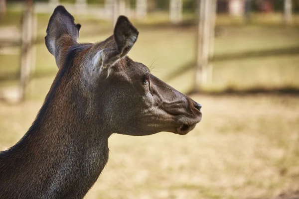 Red deer doe portrét — Stock fotografie