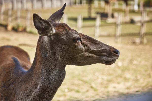 Red deer doe portrait — Stock Photo, Image