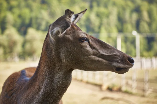 Red deer doe portrait — Stock Photo, Image