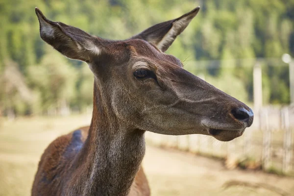 Red deer doe portrait — Stock Photo, Image