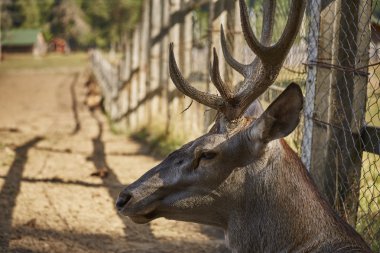 Kızıl geyik geyik portre