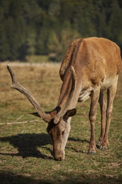 Kızıl geyik geyik otlatma