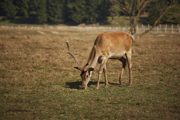 Grazing red deer male — Stock Photo, Image