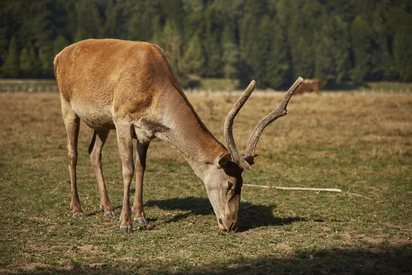 Grazing red deer hart — Stock Photo, Image