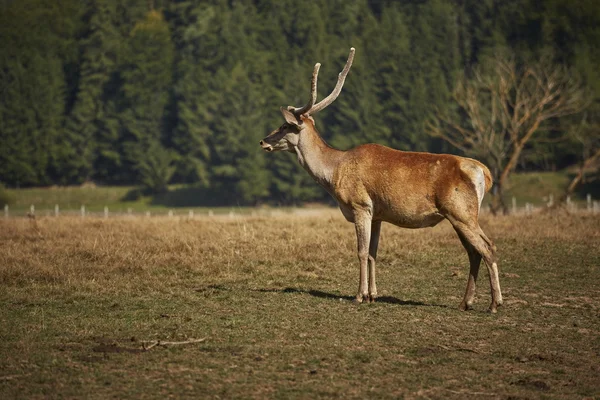 Alert red deer hart — Stock Photo, Image