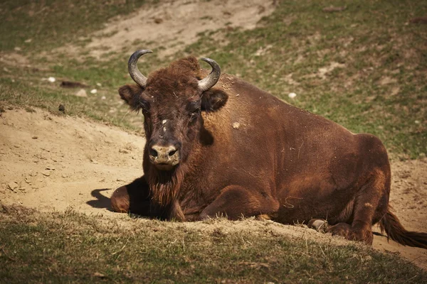 Europese bizon vrouw — Stockfoto