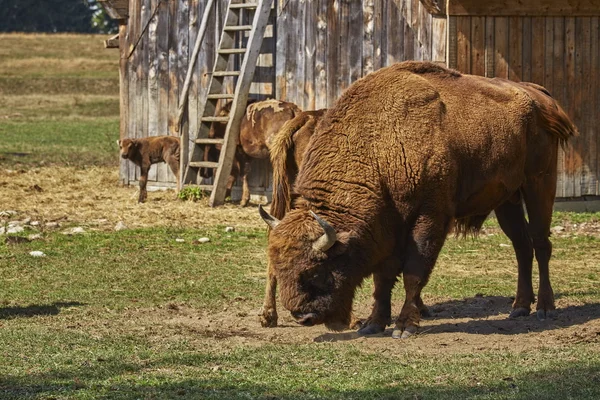 European bison bull and herd — Stock Photo, Image