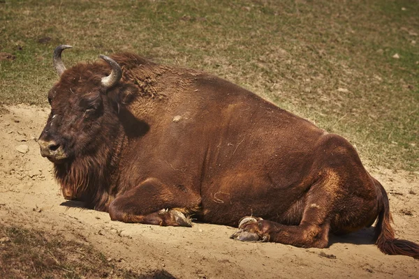 European bison  female — Stock Photo, Image