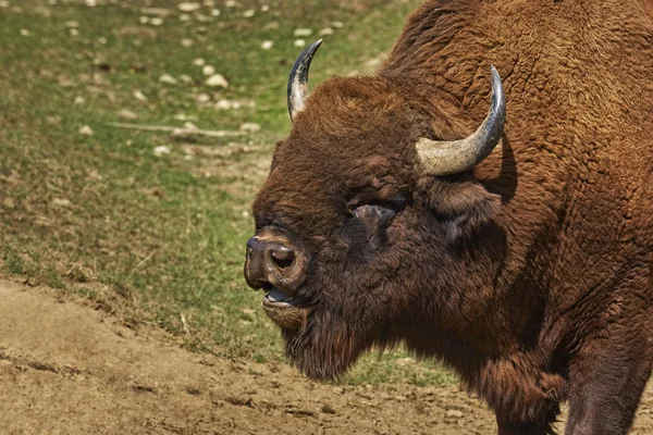 Roaring bison male head — Stock Photo, Image
