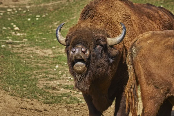 Rutting European bison male — Stock Photo, Image