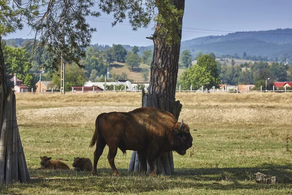 Europese bizon bull en kalveren — Stockfoto